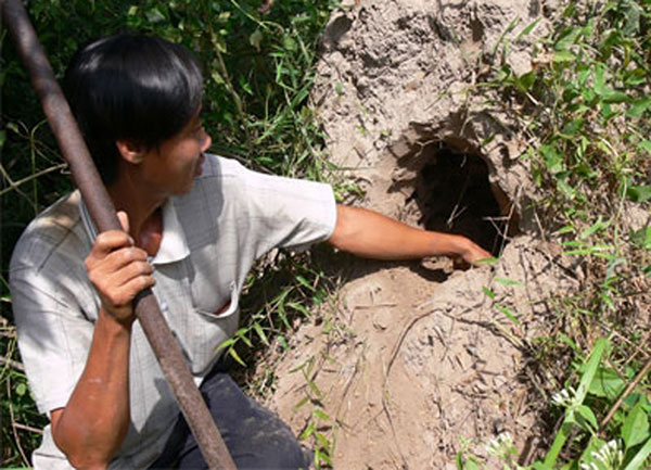 Cách phòng chống mối tấn công cây trồng