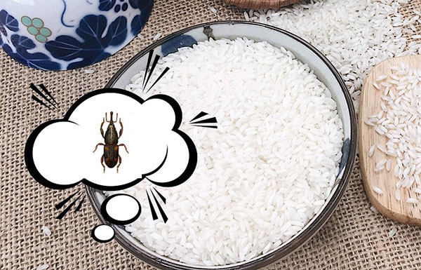 Diệt mối gạo như thế nào?