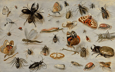 Phân loại côn trùng theo vòng đời phát triển