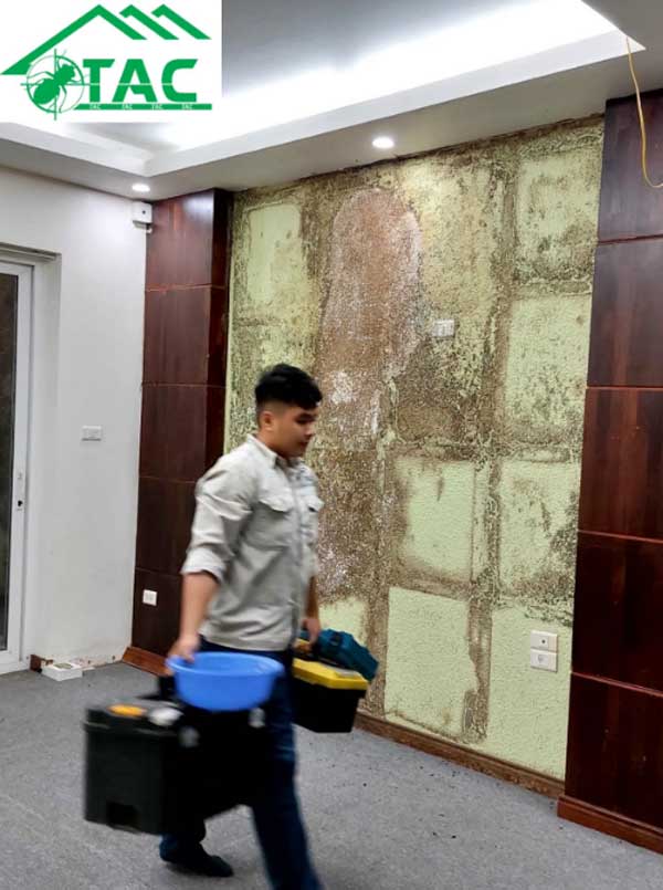 diệt mối tại huyện vân đồn