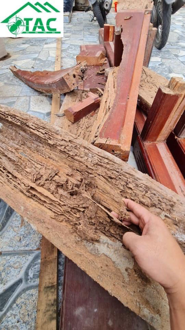 Diệt mối tại quận Dương Kinh