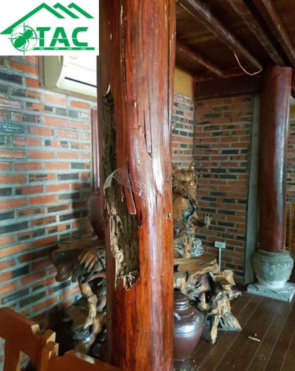 diệt mối tại vân đồn