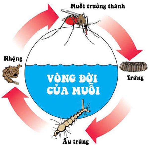 Các giai đoạn phát triển của muỗi