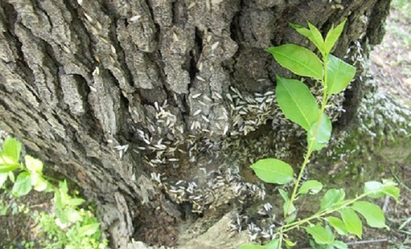 Cách diệt mối cho cây trồng hiệu quả