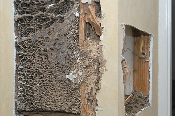 Cách diệt mối trong phòng trọ hiệu quả tiết kiệm chi phí