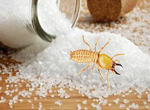 Diệt mối bằng muối hiệu quả