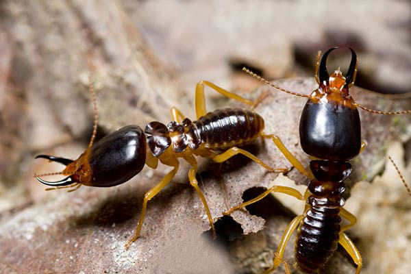 Một số điều cần biết về mối thợ