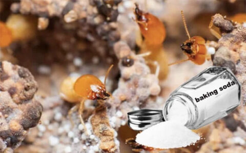 diệt mối bằng baking soda