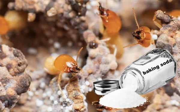 diệt mối bằng baking soda