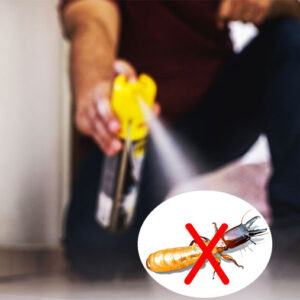 dùng thuốc xịt côn trùng có diệt được hết mối không