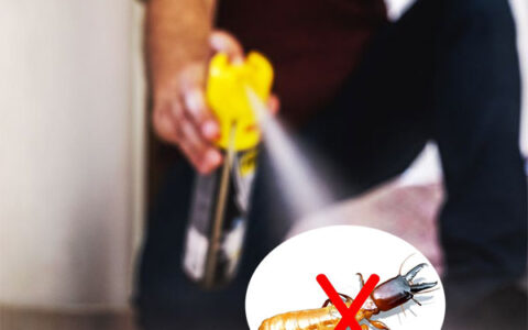 dùng thuốc xịt côn trùng có diệt được hết mối không