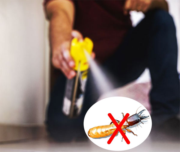dùng thuốc xịt côn trùng có diệt được hết mối không