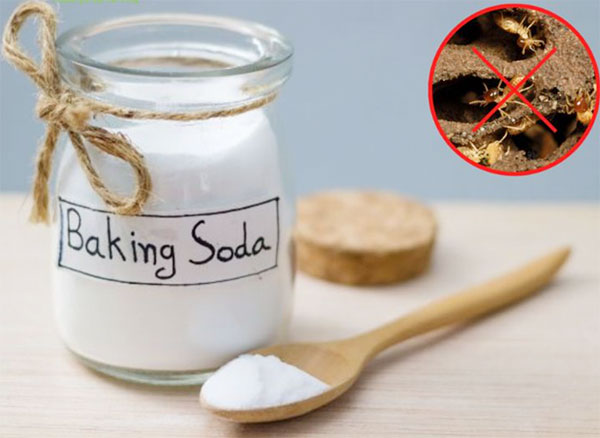 phương pháp diệt mối bằng baking soda