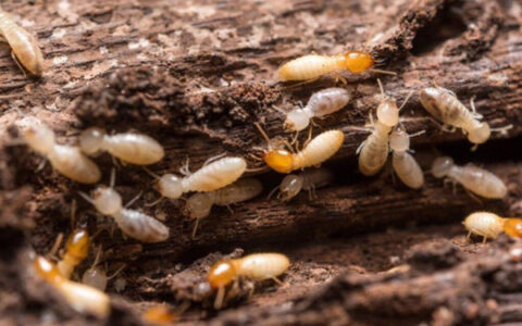 Cách diệt mối bằng dầu nhớt