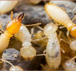 Cách diệt mối bằng vôi