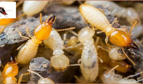 Cách diệt mối bằng vôi