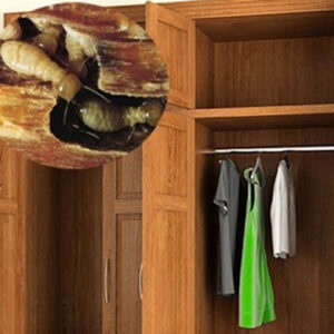 Cách diệt mối trong tủ quần áo