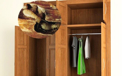 Cách diệt mối trong tủ quần áo