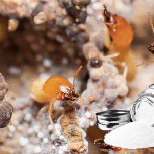 Diệt mối bằng dầu hỏa liệu có hiệu quả