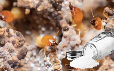 Diệt mối bằng dầu hỏa liệu có hiệu quả