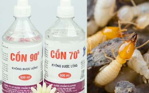 cách diệt mối bằng cồn