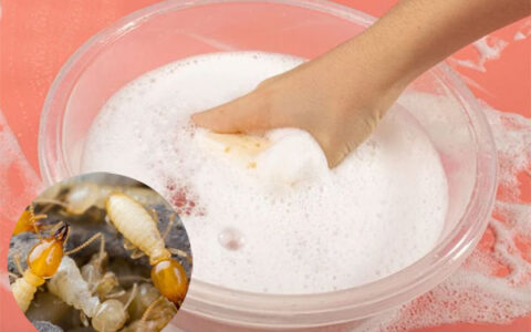 cách diệt mối bằng xà phòng