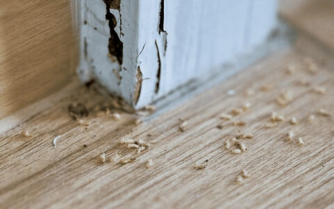 Cách diệt tổ mối dưới chân tường