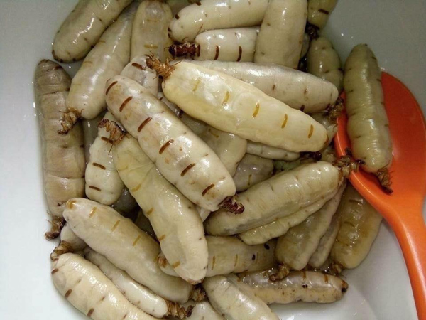 Mối chúa có tự chết hay không
