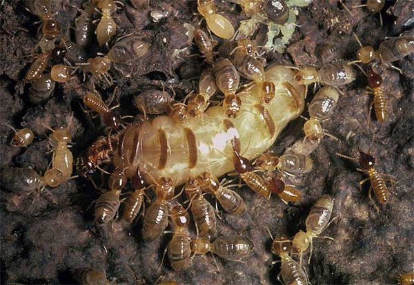 Mối chúa có tự chết không