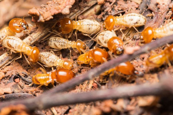 Một số tác hai lớn nhất của loài mối