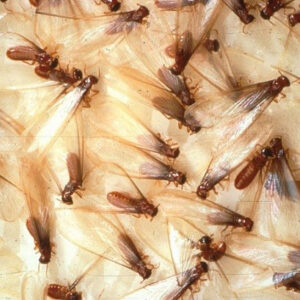 Nhận diện loài mối gây hại phổ biến