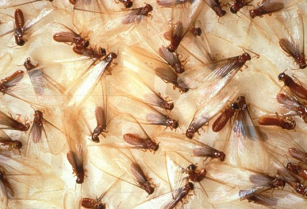 Nhận diện loài mối gây hại phổ biến
